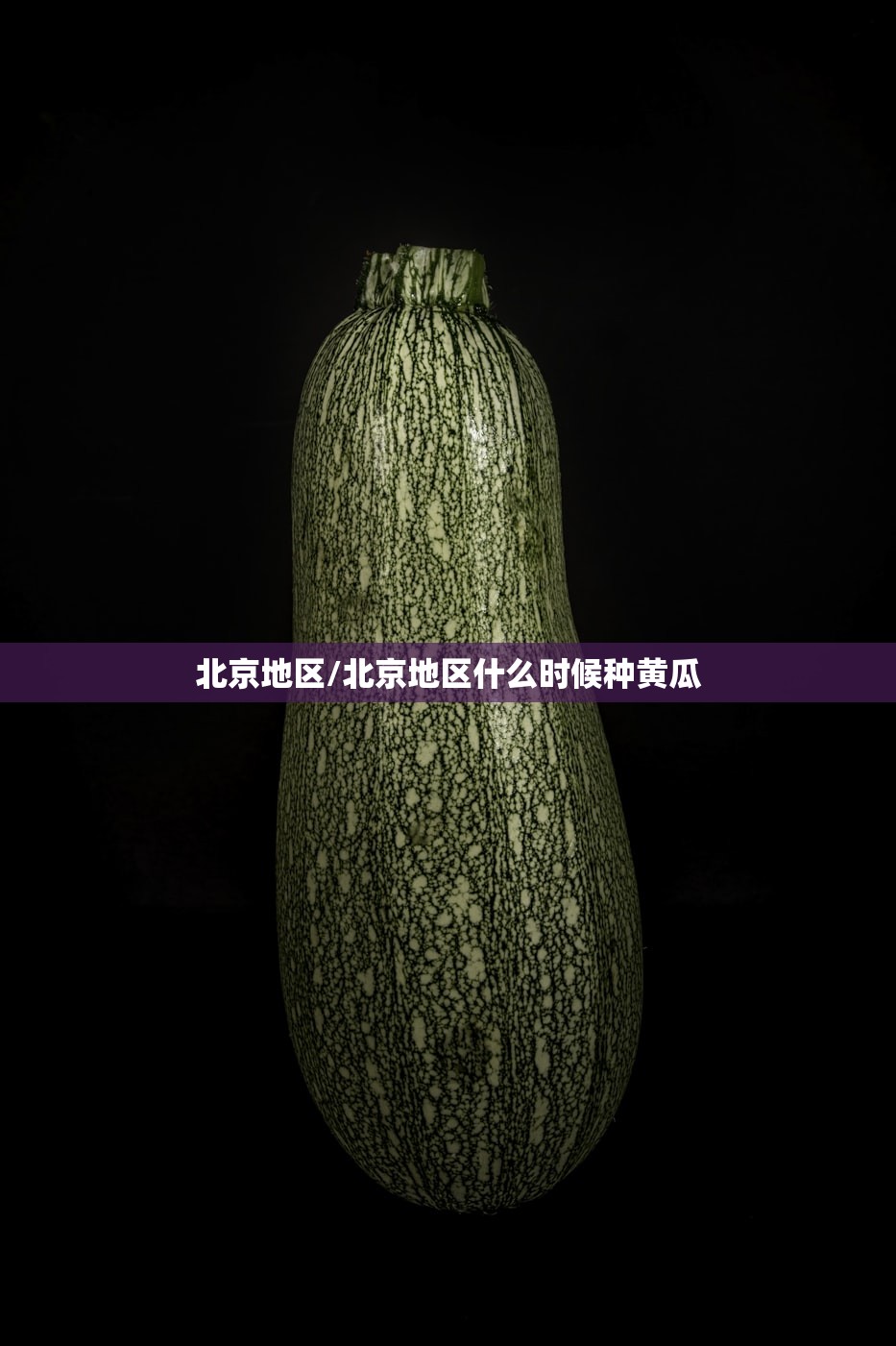 北京地区/北京地区什么时候种黄瓜 北京地区/北京地区什么时候种黄瓜