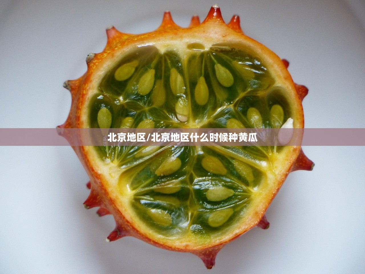 北京地区/北京地区什么时候种黄瓜 北京地区/北京地区什么时候种黄瓜