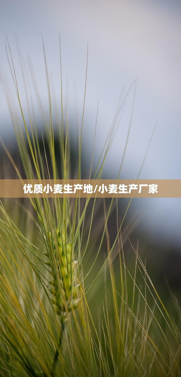 优质小麦生产地/小麦生产厂家