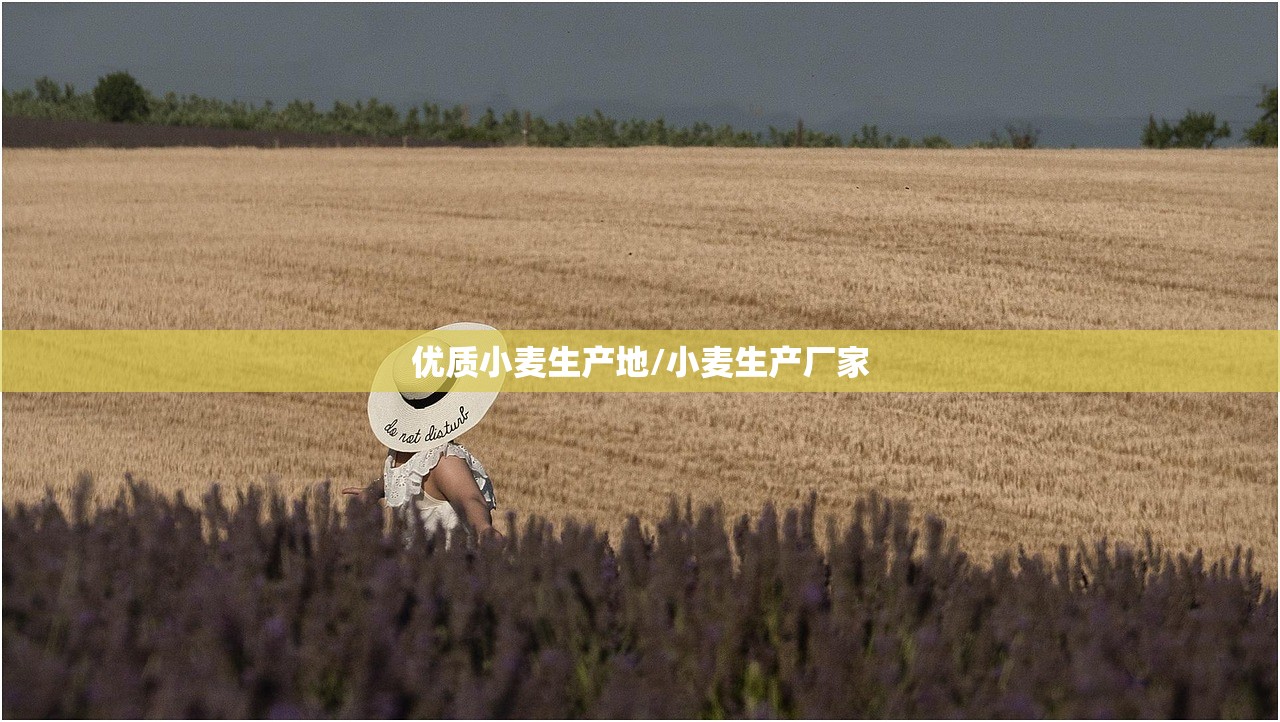 优质小麦生产地/小麦生产厂家