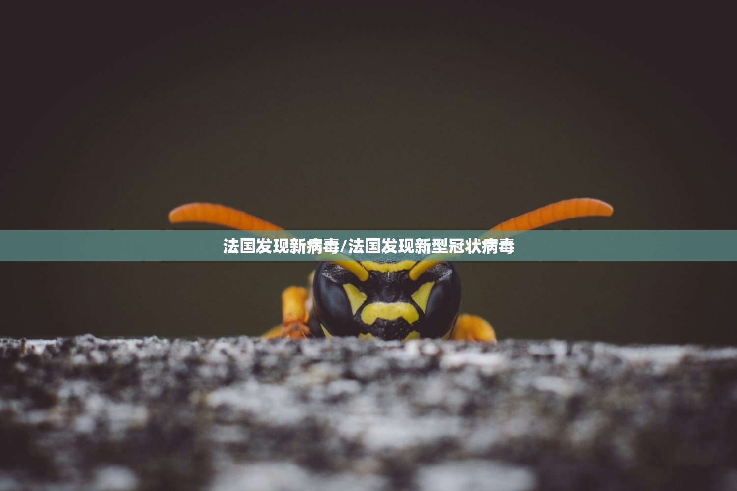法国发现新病毒/法国发现新型冠状病毒