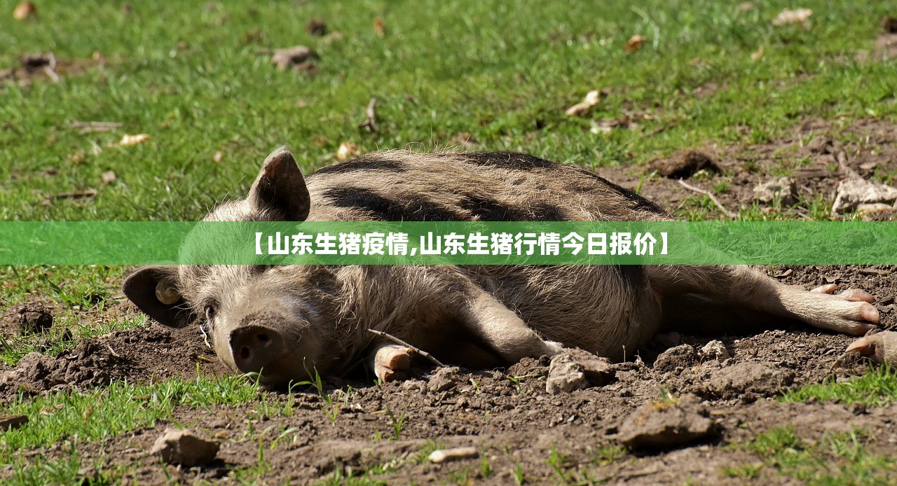 【山东生猪疫情,山东生猪行情今日报价】 【山东生猪疫情,山东生猪行情今日报价】