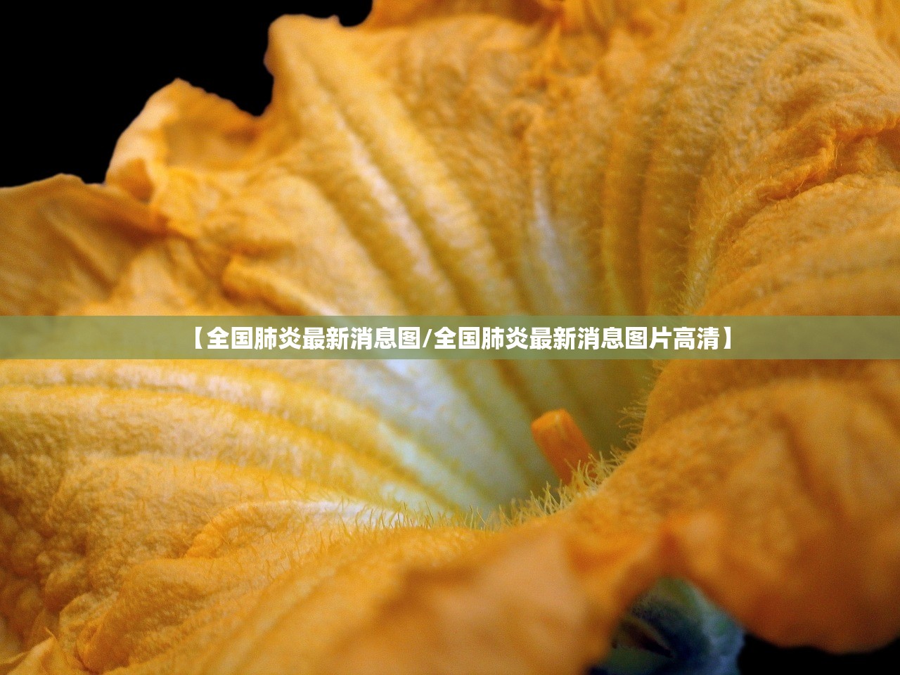 【全国肺炎最新消息图/全国肺炎最新消息图片高清】