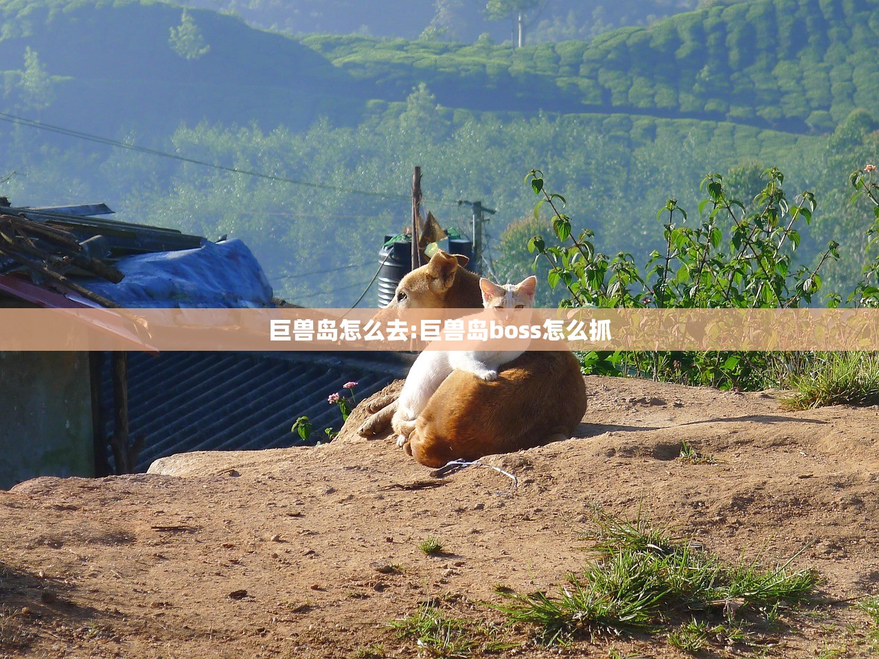 巨兽岛怎么去:巨兽岛boss怎么抓 巨兽岛怎么去:巨兽岛boss怎么抓