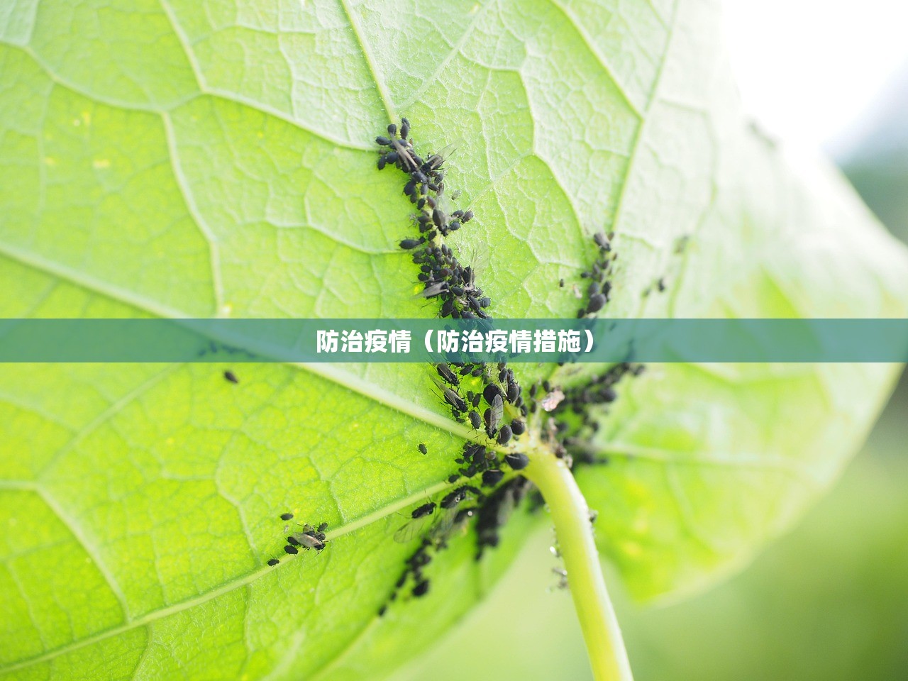 防治疫情（防治疫情措施）