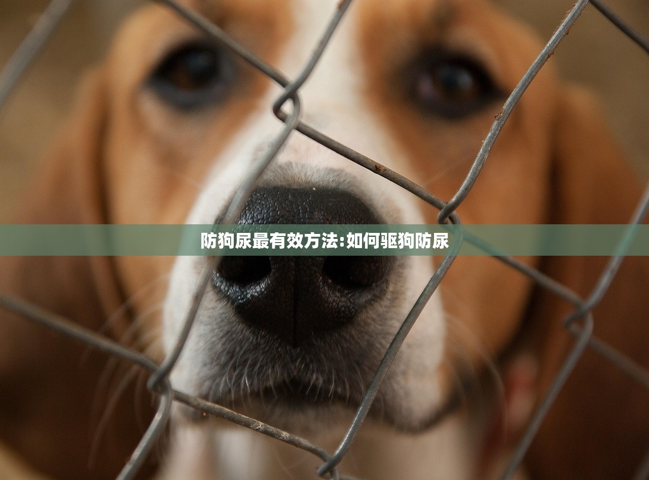 防狗尿最有效方法:如何驱狗防尿 防狗尿最有效方法:如何驱狗防尿