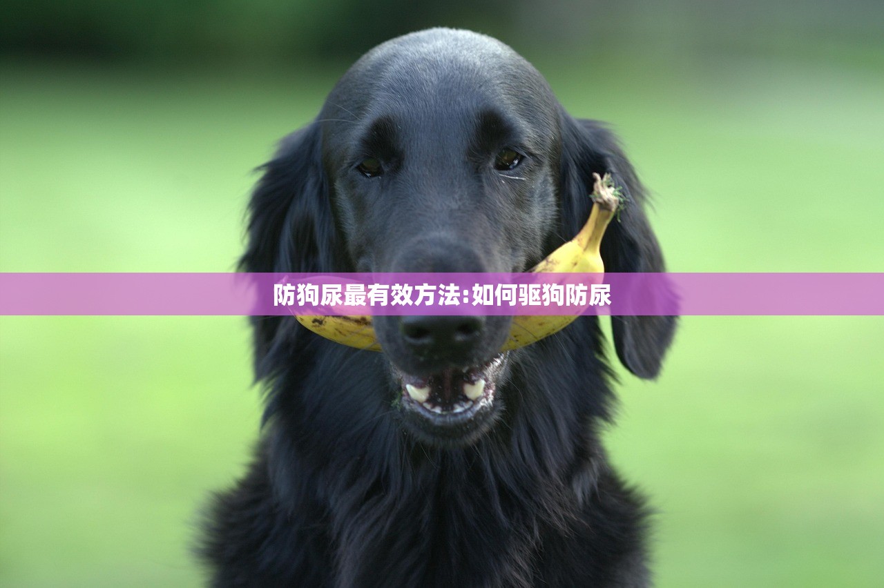 防狗尿最有效方法:如何驱狗防尿 防狗尿最有效方法:如何驱狗防尿