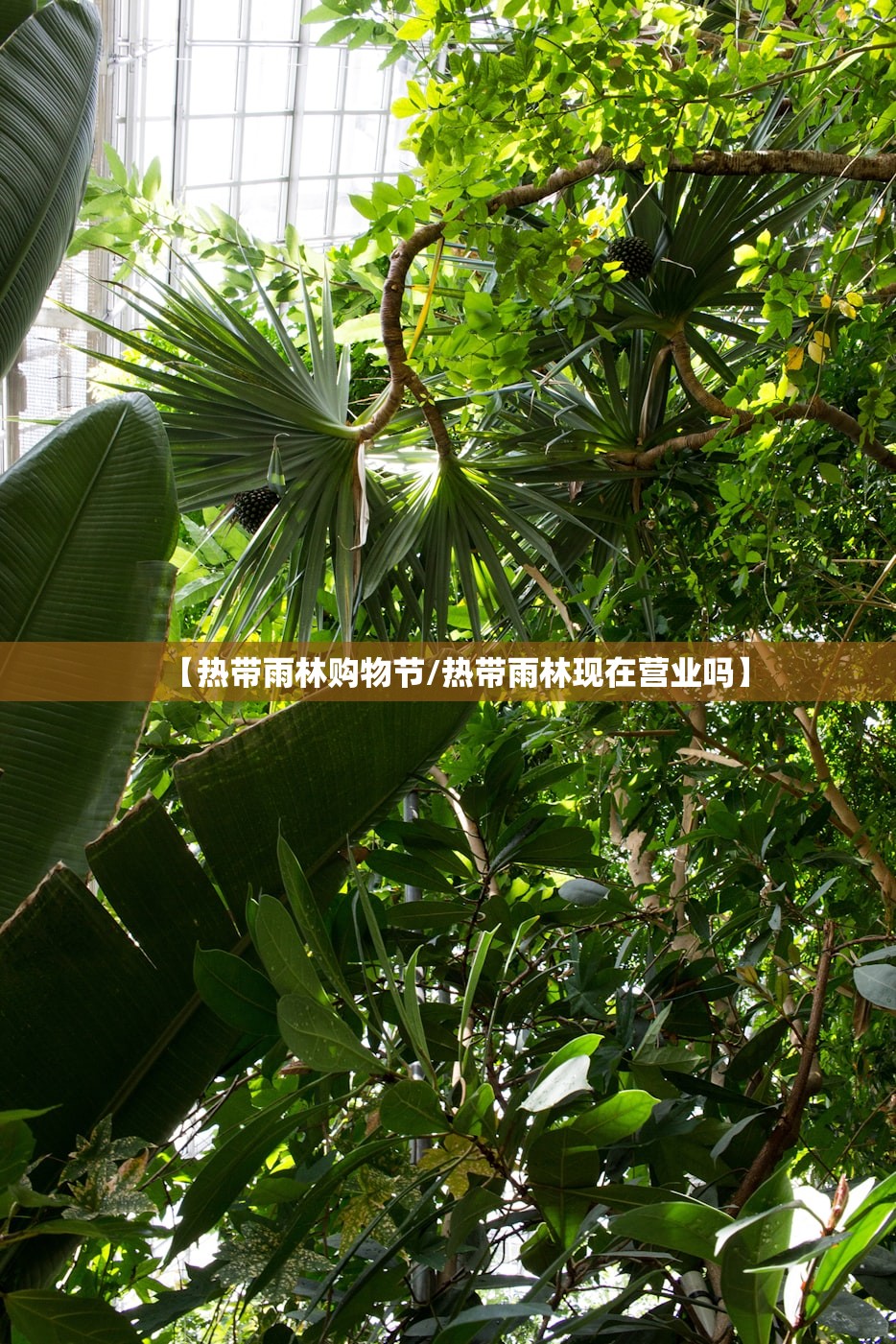 【热带雨林购物节/热带雨林现在营业吗】