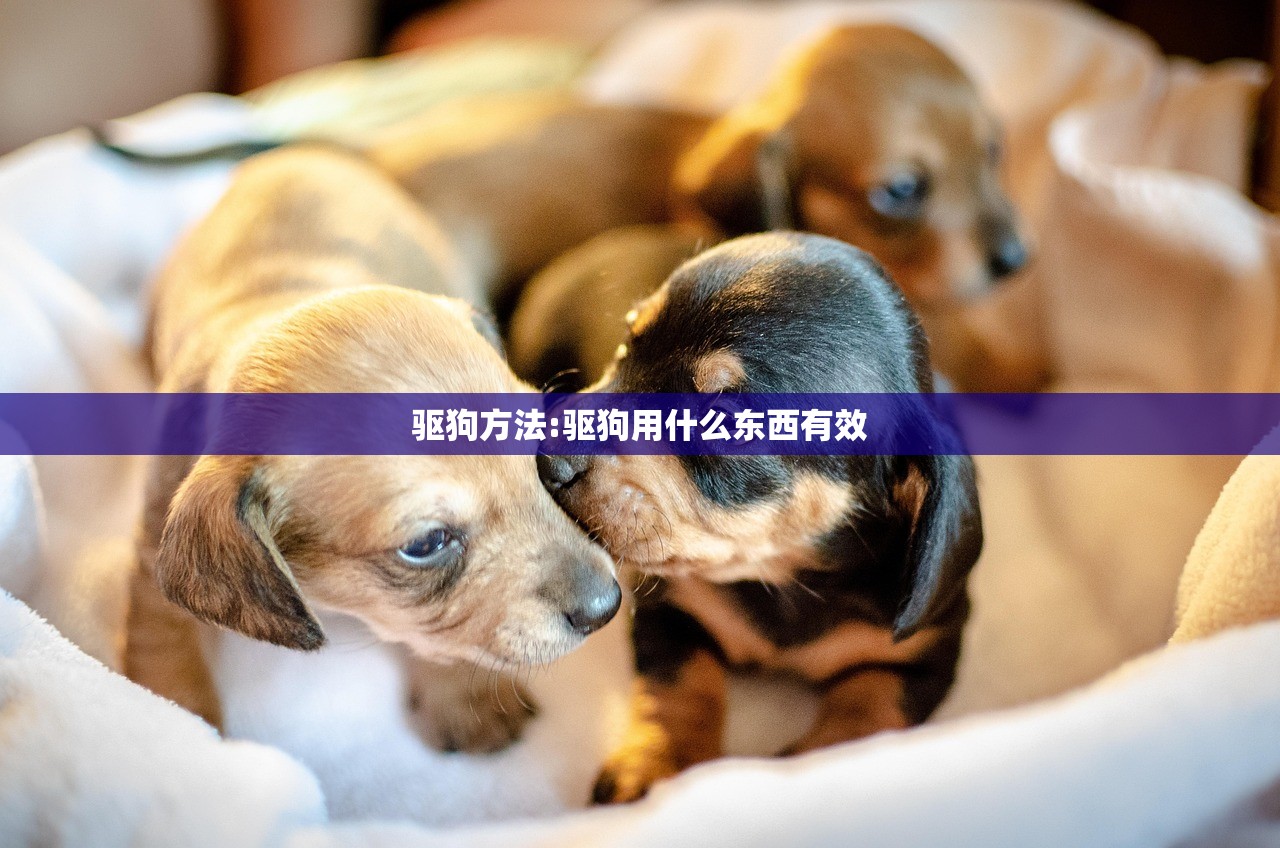 驱狗方法:驱狗用什么东西有效
