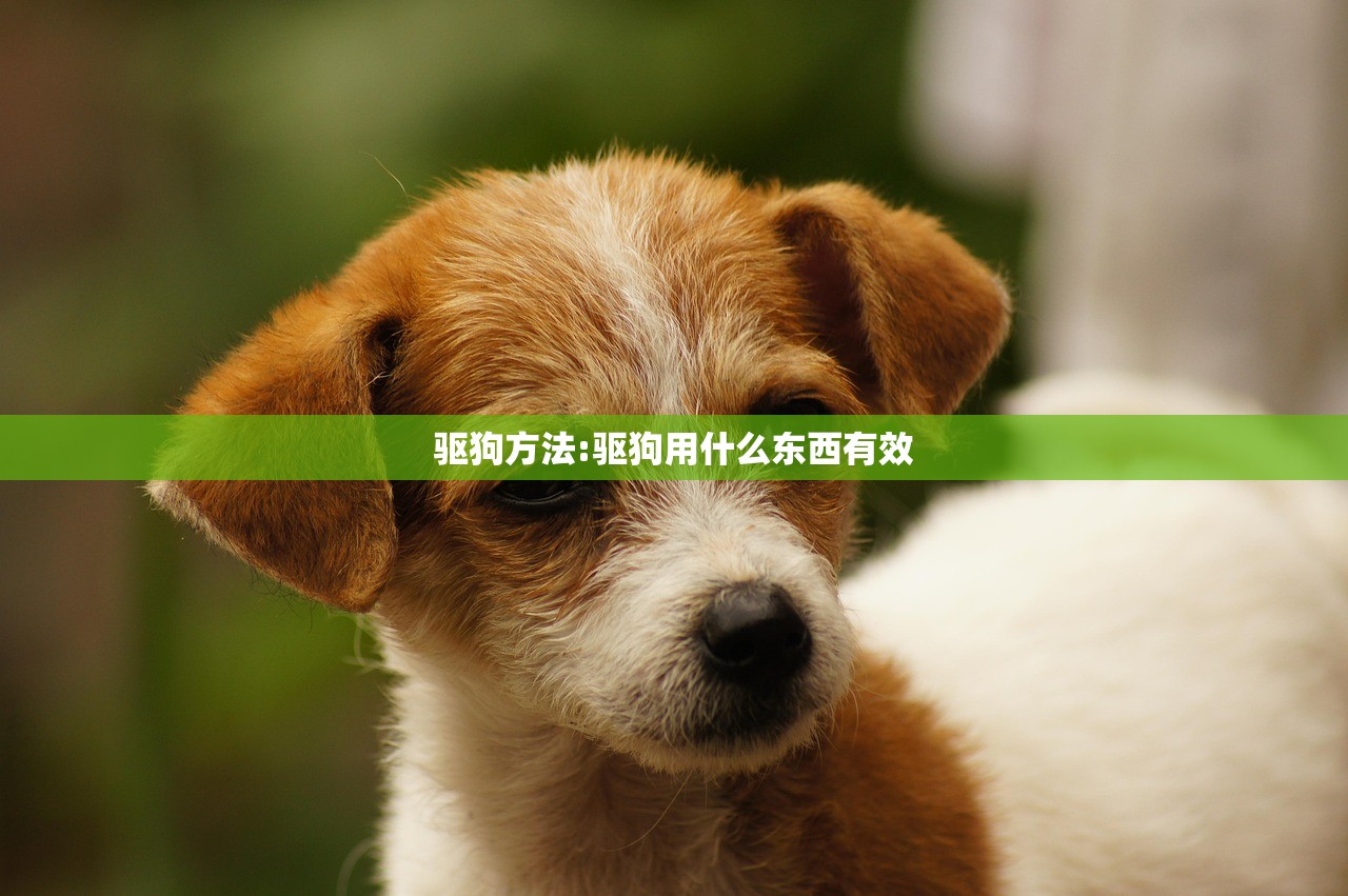 驱狗方法:驱狗用什么东西有效