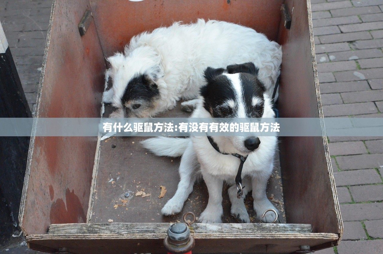 有什么驱鼠方法:有没有有效的驱鼠方法
