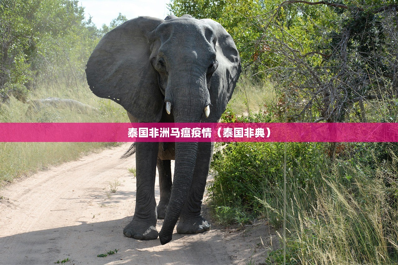 泰国非洲马瘟疫情（泰国非典）