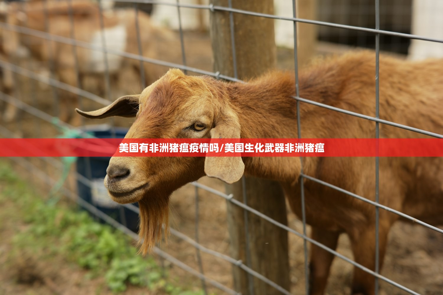 美国有非洲猪瘟疫情吗/美国生化武器非洲猪瘟