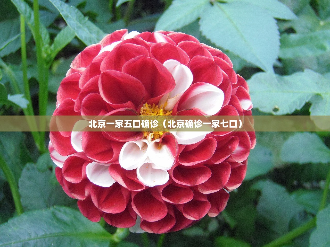 北京一家五口确诊（北京确诊一家七口）