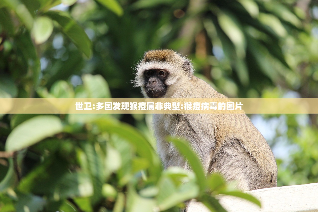 世卫:多国发现猴痘属非典型:猴痘病毒的图片