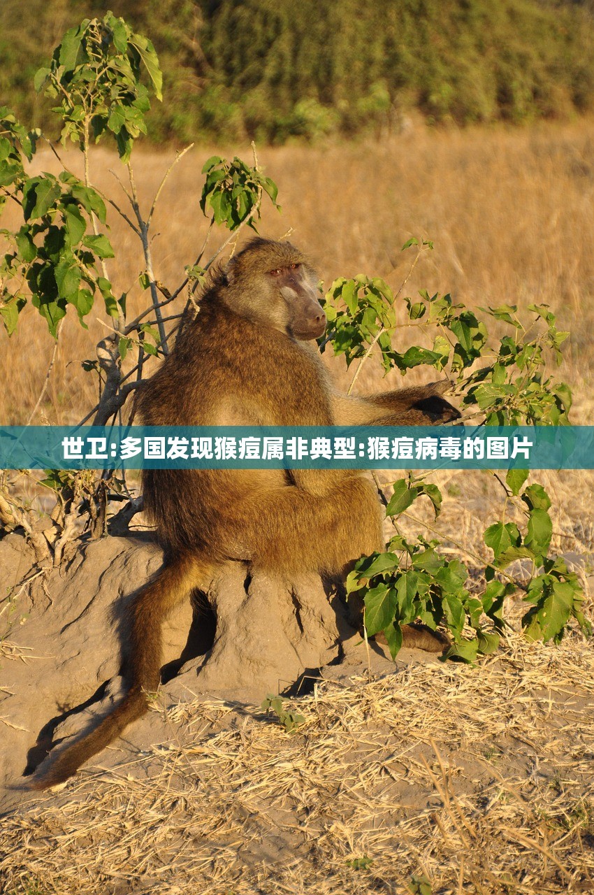 世卫:多国发现猴痘属非典型:猴痘病毒的图片