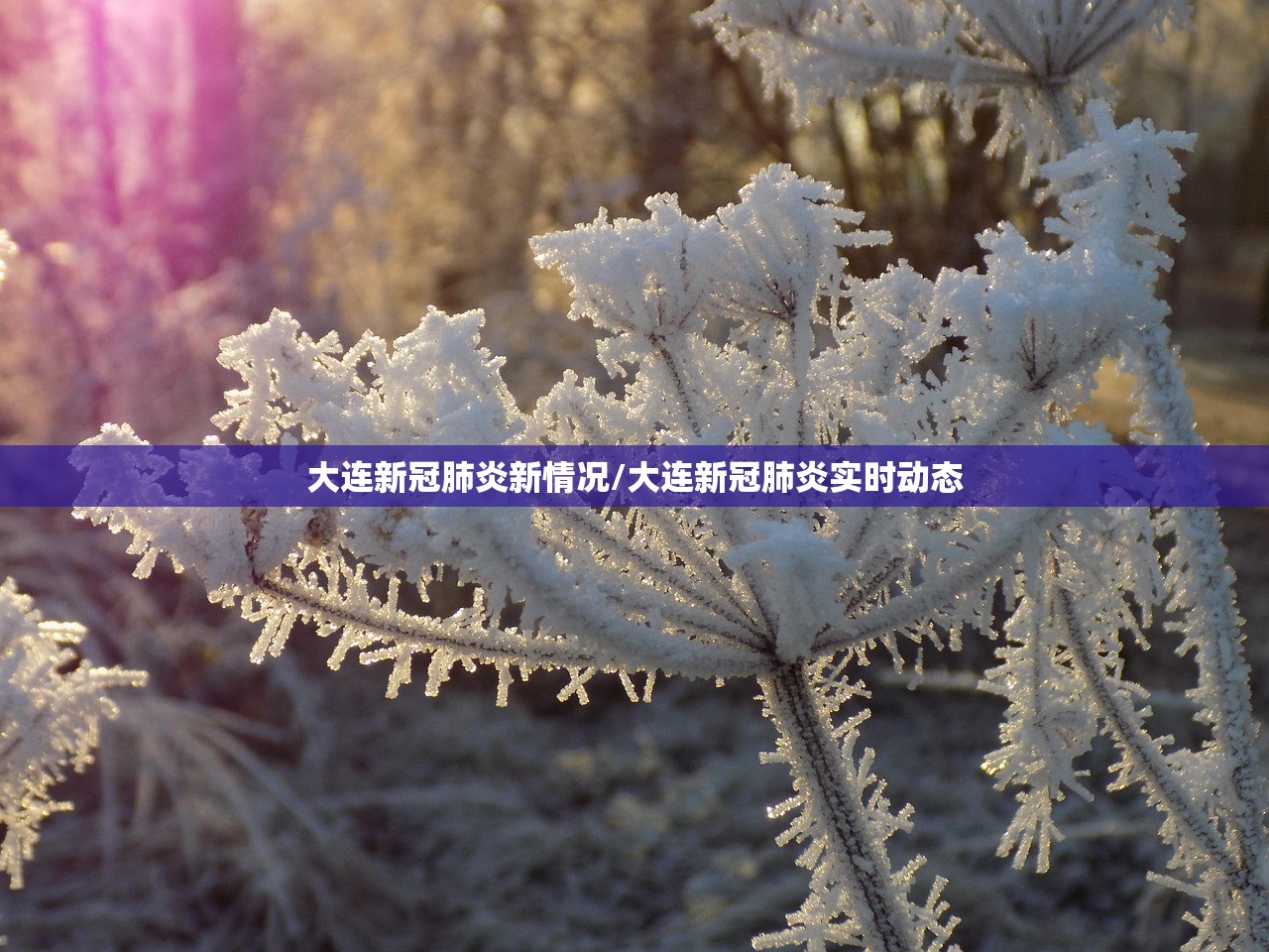 大连新冠肺炎新情况/大连新冠肺炎实时动态